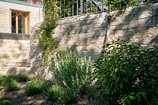 Kalksteinmauer mit Staudenbepflanzung und Kletterpflanzen im Privatgarten in Solothurn