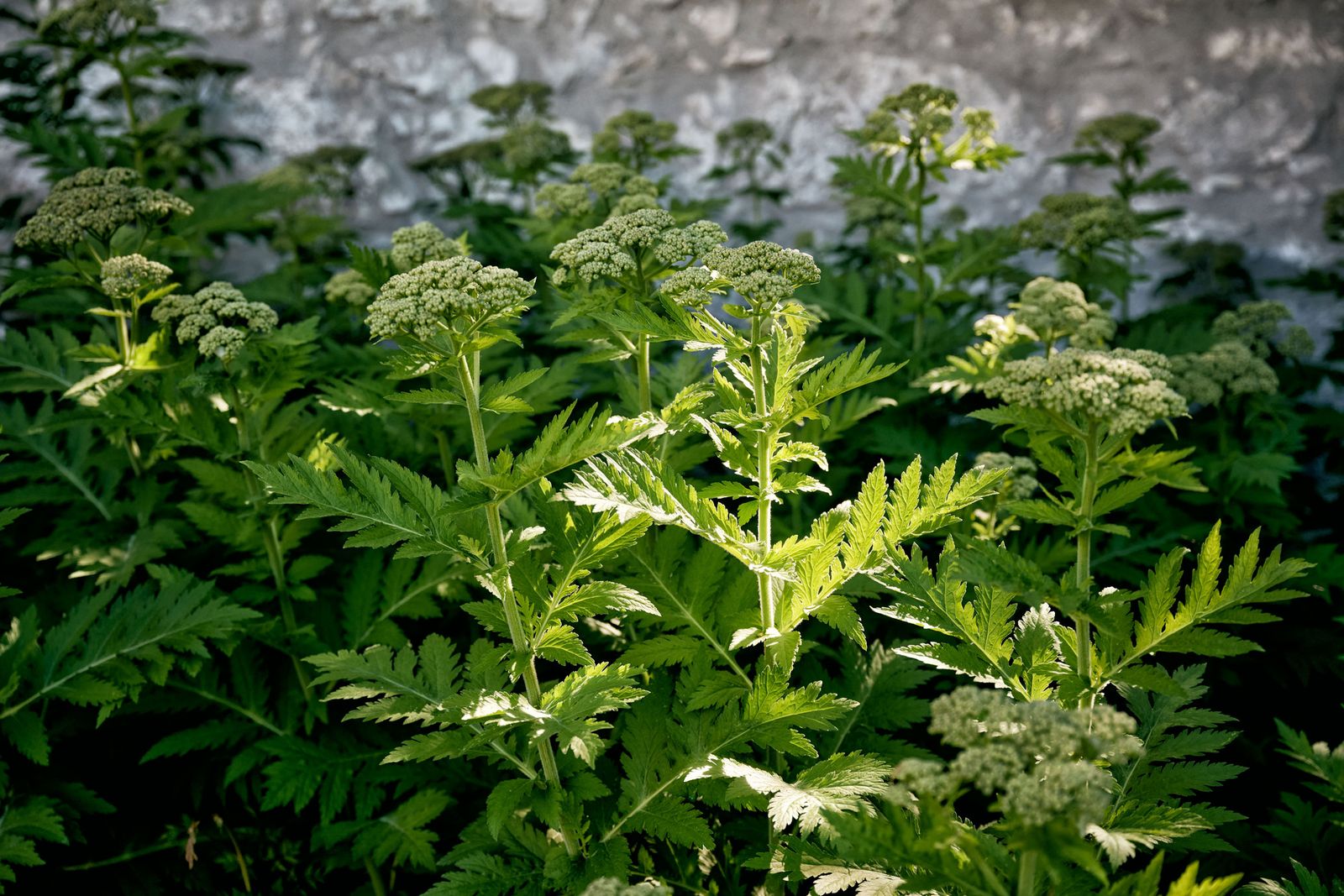 Ganzjährig attraktive Gartenbepflanzung im Emmental