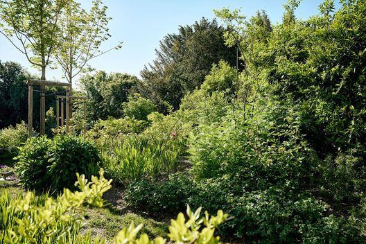 Üppige Stauden- und Gehölzpflanzung mit jungen Bäumen im Privatgarten eines Neubaus