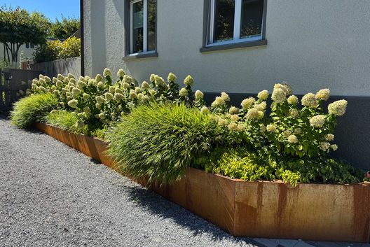 Moderne Gartenanlage mit Hochbeet aus Cortenstahl, weißen Rispenhortensien und Ziergräsern entlang einer Hausfassade auf einem pflegeleichten Kiesweg.